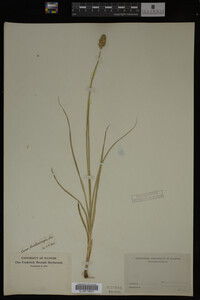 Carex muhlenbergii image