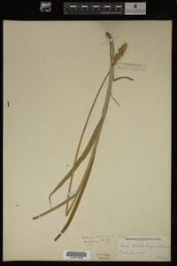 Carex muhlenbergii image