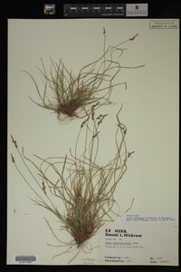 Carex albicans image