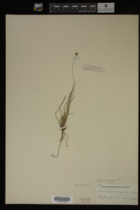 Carex albicans image