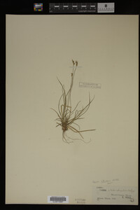 Carex albicans image