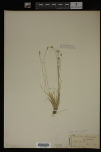 Carex albicans image