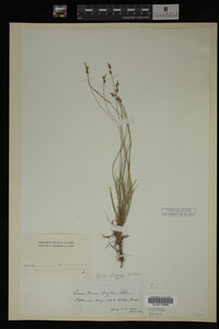 Carex albicans image