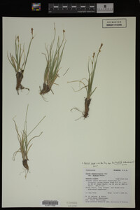 Carex inops image
