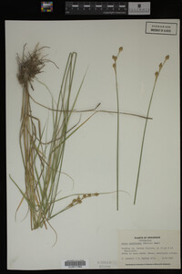 Carex reniformis image