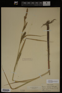 Carex lacustris image