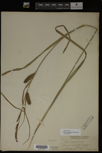 Carex lacustris image