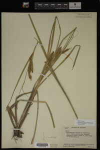 Carex utriculata image