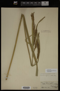Carex lacustris image