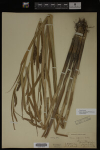 Carex lacustris image