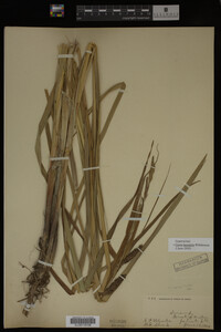 Carex lacustris image