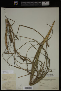 Carex atherodes image