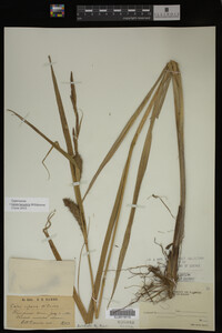 Carex lacustris image