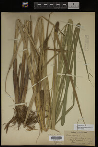 Carex lacustris image