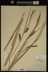 Carex lacustris image