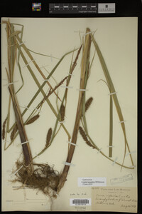Carex lacustris image