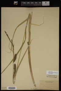 Carex lacustris image