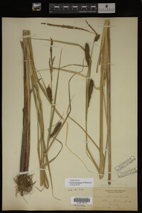 Carex lacustris image