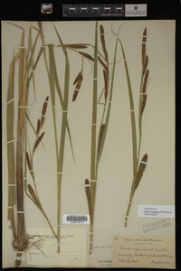 Carex lacustris image