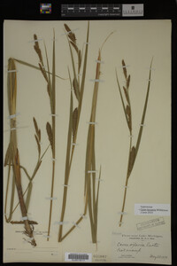 Carex lacustris image