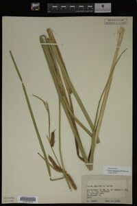 Carex lacustris image