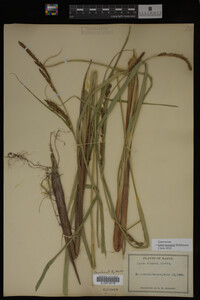 Carex lacustris image