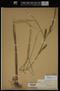 Carex lacustris image