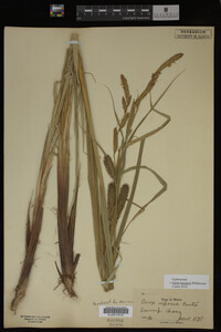 Carex lacustris image