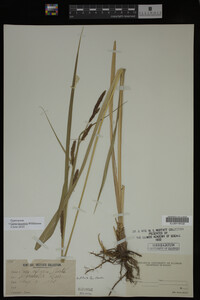 Carex lacustris image