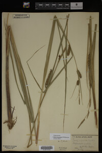 Carex lacustris image