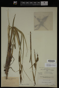 Carex lacustris image