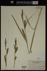 Carex lacustris image