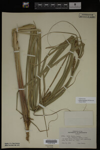 Carex lacustris image