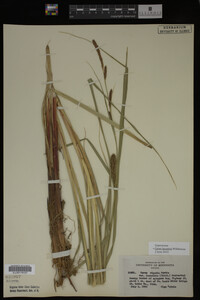 Carex lacustris image