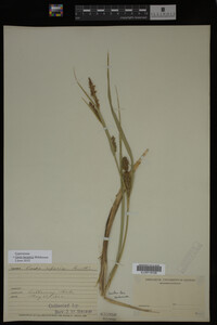 Carex lacustris image
