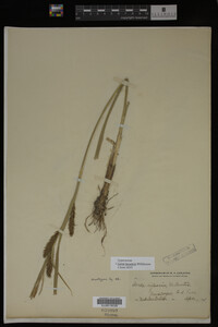 Carex lacustris image