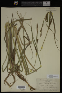 Carex lacustris image