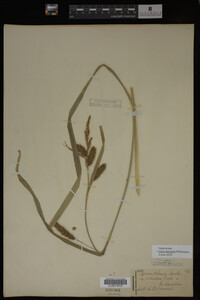 Carex lacustris image