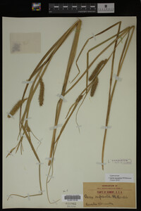 Carex lacustris image