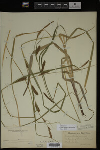 Carex lacustris image