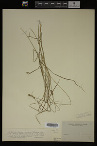 Carex rosea image