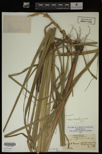 Carex lacustris image