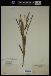 Carex lacustris image
