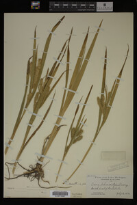 Carex schweinitzii image