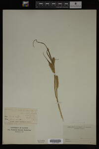 Carex schweinitzii image