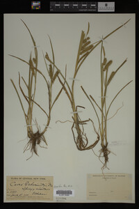 Carex schweinitzii image
