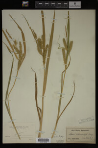 Carex schweinitzii image