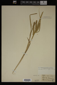 Carex schweinitzii image