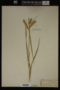 Carex schweinitzii image