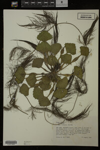 Image Associated With the Occurrence